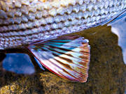 angling, blue, close-up, fish, fish fin, fish scale, fishing, grayling, mountain, pectoral fin, penna, pennae, reel fishing, simfena, sport fishing