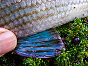 angling, blue, close-up, fish, fish fin, fish scale, fishing, grayling, grayling pinna, mountain, pectoral fin, penna, pennae, reel fishing