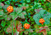 berries, berry picking, biotope, biotopes, bog soil, cloudberry, cloudberry, cloudberry picking, golden, green, mire, nature, Norrland, plants, herbs, summer, wild-life, ventyr