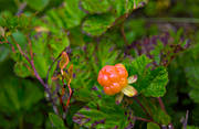 berries, berry picking, biotope, biotopes, bog soil, cloudberry, cloudberry, cloudberry picking, mire, mountain, nature, pick, summer, wild-life, ventyr