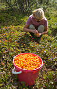berries, berry picking, biotope, biotopes, bog soil, cloudberry, cloudberry, cloudberry picking, mire, mountain, nature, pick, summer, wild-life, ventyr