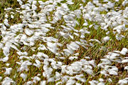 common cotton grass, grass, meadowland, nature, plants, herbs, str, white
