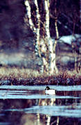 animals, birds, common goldeneye, duck, ducks, flake of ice, spring