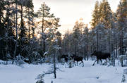 animals, bog soils, calfs, cow, moose, elk calf, moose calf, mammals, mire, moose, moose, myrhals, young elks elk-calves