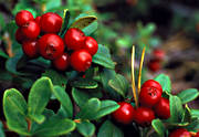 berries, biotope, biotopes, cowberry, ericaceous plants, forest land, forests, nature, red, red, woodland