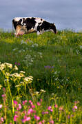 animals, be in country, cow, cows, cows, ko, mammals, meadowland, pasturage, pets, ng