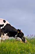 animals, be in country, cow, cows, cows, grazes, ko, mammals, meadowland, pasturage, pets, ng