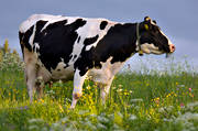 animals, be in country, cow, cows, cows, ko, mammals, meadowland, pasturage, pets, äng