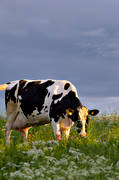 animals, be in country, cow, cows, cows, grazes, ko, mammals, meadowland, pasturage, pets, ng