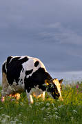 animals, be in country, cow, cows, cows, grazes, ko, mammals, meadowland, pasturage, pets, äng