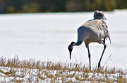 animals, birds, crane, cranes, eddish, stubble field, flyttfågel, migratory birds, snow