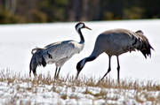 animals, birds, couple, crane, cranes, eddish, stubble field, flyttfågel, migratory birds, snow