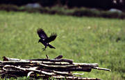 animals, birds, corvids, crow, fly, pile of firewood, touch down