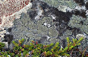 art, biotope, biotopes, crowberries, crowberries sprigs, lichen, lichens, mountain, mountains, natural art, nature, pattern, stone