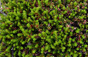 berry sprigs, biotope, biotopes, carpet, crowberries, crowberries sprigs, green, mountain, mountain land, mountains, nature