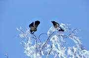 animals, birds, corvids, crow, snow, treetop, winter