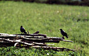 animals, birds, corvids, crow, crows, firewood, fuel wood, pile of firewood