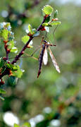 animals, birch, birches, daddy longlegs, crane fly, dwarf birch, low birch, ground birch, insects