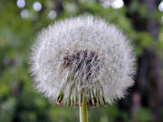 ball, biotope, biotopes, dandelion, dandelion ball, meadowland, meadows, nature, seeding, seeds, ng