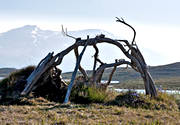 alpine, dilapidated, landscapes, Lapland, mountain, mountain top, mountains, national park, old, Padjelanta, ramshackle, reindeer horn, sami culture, summer, teepee, teepee, vergiven