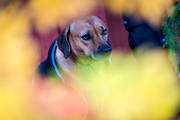 animals, autumn, dog, mammals, pets