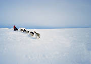 dogsled, dogsled ride, sled dog, sled dogs, sledge dog, sledge dogs, sledge trip, wild-life, winter, ventyr
