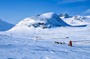 alpine station, dogsled, dogsled ride, Herrklumpen, mountain, sled dog, sled dogs, sledge dog, sledge dogs, sledge trip, sylarna, wild-life, winter, ventyr
