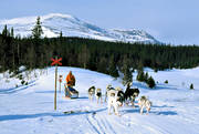 alpine station, dogsled, dogsled ride, Hrjngsfjllen, mountain, sled dog, sled dogs, sledge dog, sledge dogs, sledge trip, wild-life, winter, ventyr