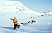 dog sled, dogs, dogsled, dogsled ride, mountain, sled dog, sled dogs, sledge dog, sledge dogs, sledge trip, wild-life, winter, ventyr
