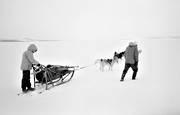 dogsled, dogsled ride, Essand lake, sled dog, sled dogs, sledge dog, sledge dogs, sledge trip, wild-life, winter, ventyr