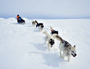cold, dog musher, dog handler, dogsled ride, mountain people, sled dog, sled dogs, sledge dog, sledge dog ride, sledge dogs, sledge trip, snow, wild-life, winter, äventyr