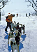 cold, dog musher, dog handler, dogsled ride, greenland dogs, mountain people, sled dog, sled dogs, sledge dog, sledge dog ride, sledge dogs, sledge trip, snow, wild-life, winter, äventyr
