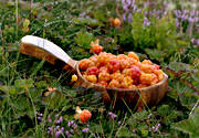 berries, berry picking, biotope, biotopes, bog soil, cloudberry, cloudberry, drinking vessel, mire, mountain, nature