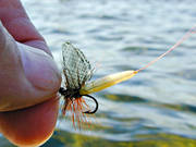 angling, dry fly, fishing, fly, flyfishing, green drake, may fly