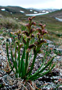 alpine flower, alpine flowers, biotope, biotopes, chamorchis alpina, dvrgyxne, flowers, mountain, mountains, nature, plants, herbs