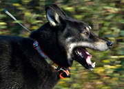 dog, eastern sibirian, elk dog, hundgps, hunting, hunting dog, laika, moose hunting