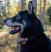 dog, eastern sibirian, elk dog, hundgps, hunting, hunting dog, laika, moose hunting