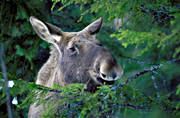 animals, calf, close-up, elk calf, moose calf, grazes, mammals, moose, moose, spruce