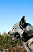 animals, dog, dogs, elk dog, elkhound, hunting dog, mammals, norsk lghund gr