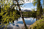 birch, birch leaf, Enafors, Enaforsholm, Enan, Jamtland, landscapes, nature, river, seasons, Snasen, spring, Storsnasen, watercourse
