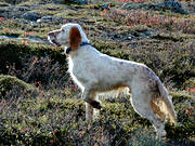 animals, bird dog, booth, dog, dogs, english setter, hunting, mammals, pointing dog, setter, white grouse hunt