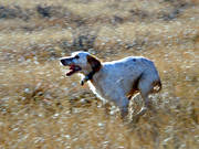 animals, bird dog, dog, dogs, english setter, hunting, leap, mammals, pointing dog, runs, runs, setter, speed, white grouse hunt
