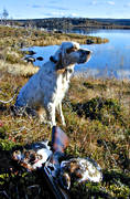 alpine hunting, animals, bag, bird dog, dog, dogs, english setter, hunting, mammals, pointing dog, ptarmigan, setter, white grouse hunt