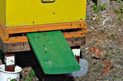 bee hive, bee hives, bees, entrance to beehive, environment, forestry, honey, nature, pollination, woodland, work