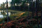 autumn, backlight, biotope, biotopes, evening, evening light, forest land, forest tarn, forests, nature, pine trunks, season, seasons, tree, woodland