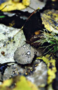 autumn, autumn colours, autumn leaves, biotope, biotopes, forest land, forests, leaf, nature, pyrolysed plant substance, rain, wet, woodland