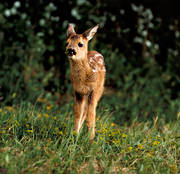 animals, bambi, fawn of roedeer, kid, kid, mammals, venison