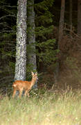 animals, female roe deer, goat, mammals, skogskant, venison, woodland