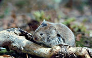 animals, field mouse, gnawer, mammals, rodents, vole