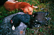 barking bird dog, barking bird dog, barking bird dogs, capercaillie, capercaillie cock, finnish spitz, hunting, ga*